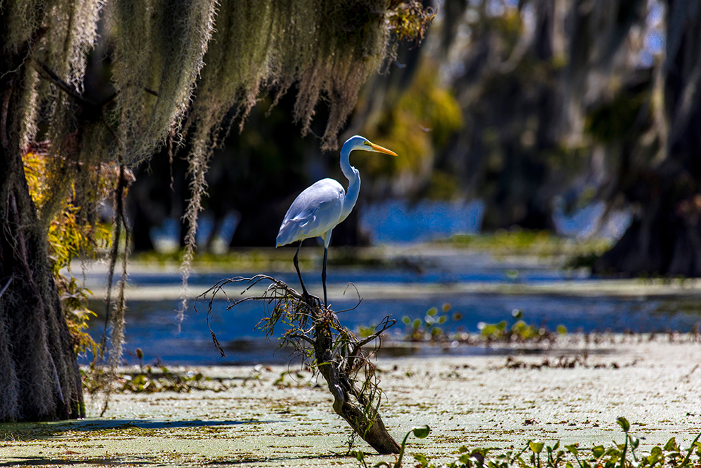 OCTOBER 14, 2018 - Lafayette, Louisiana, USA - White Egret im Cajun Swamp &amp; Lake Martin, near Breaux Bridge and Lafayette Louisiana