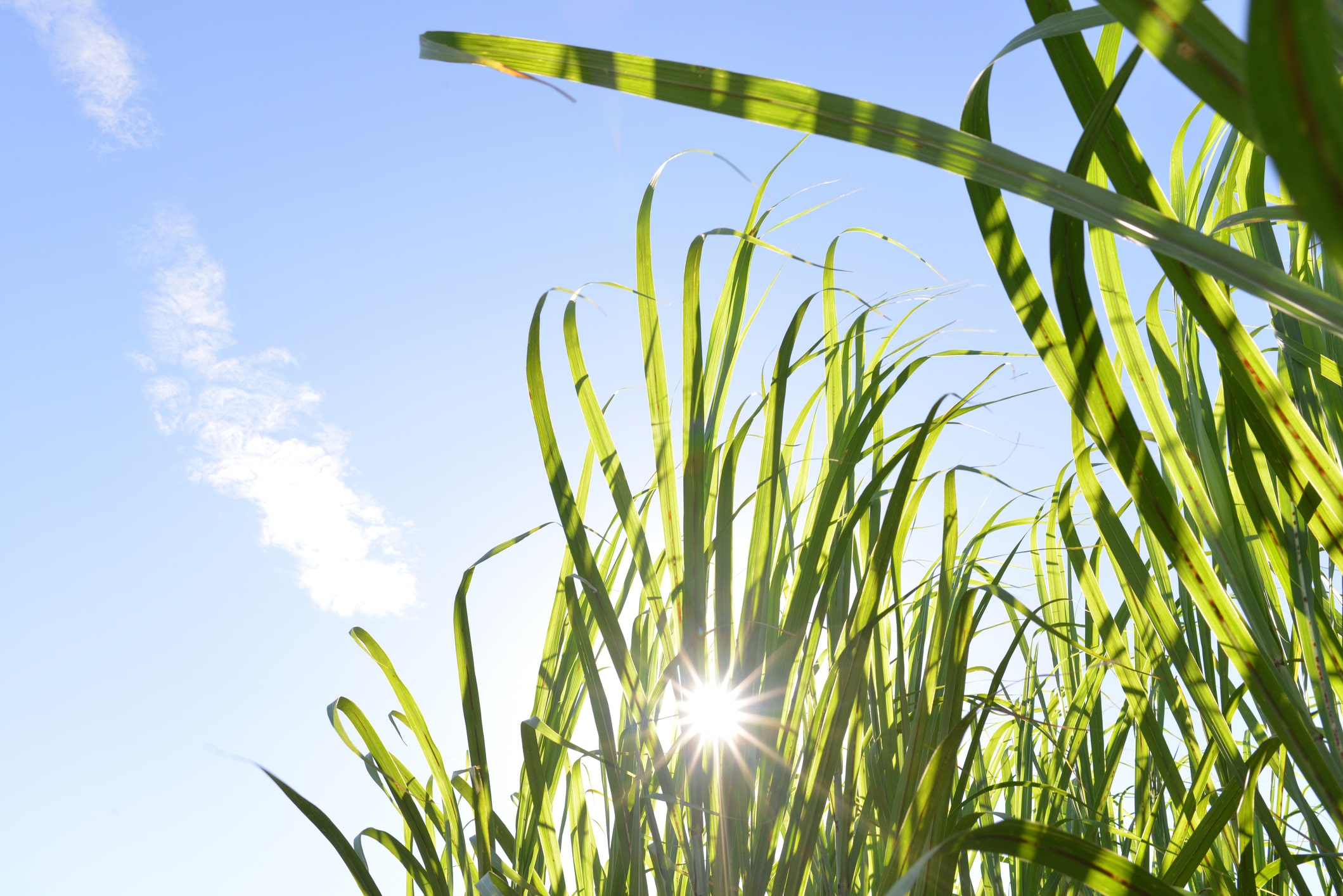 whitecastle-iberville-sugarcane-closeup
